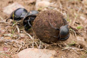 dung_beetle