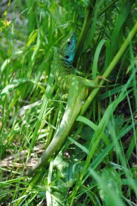 green_lizard